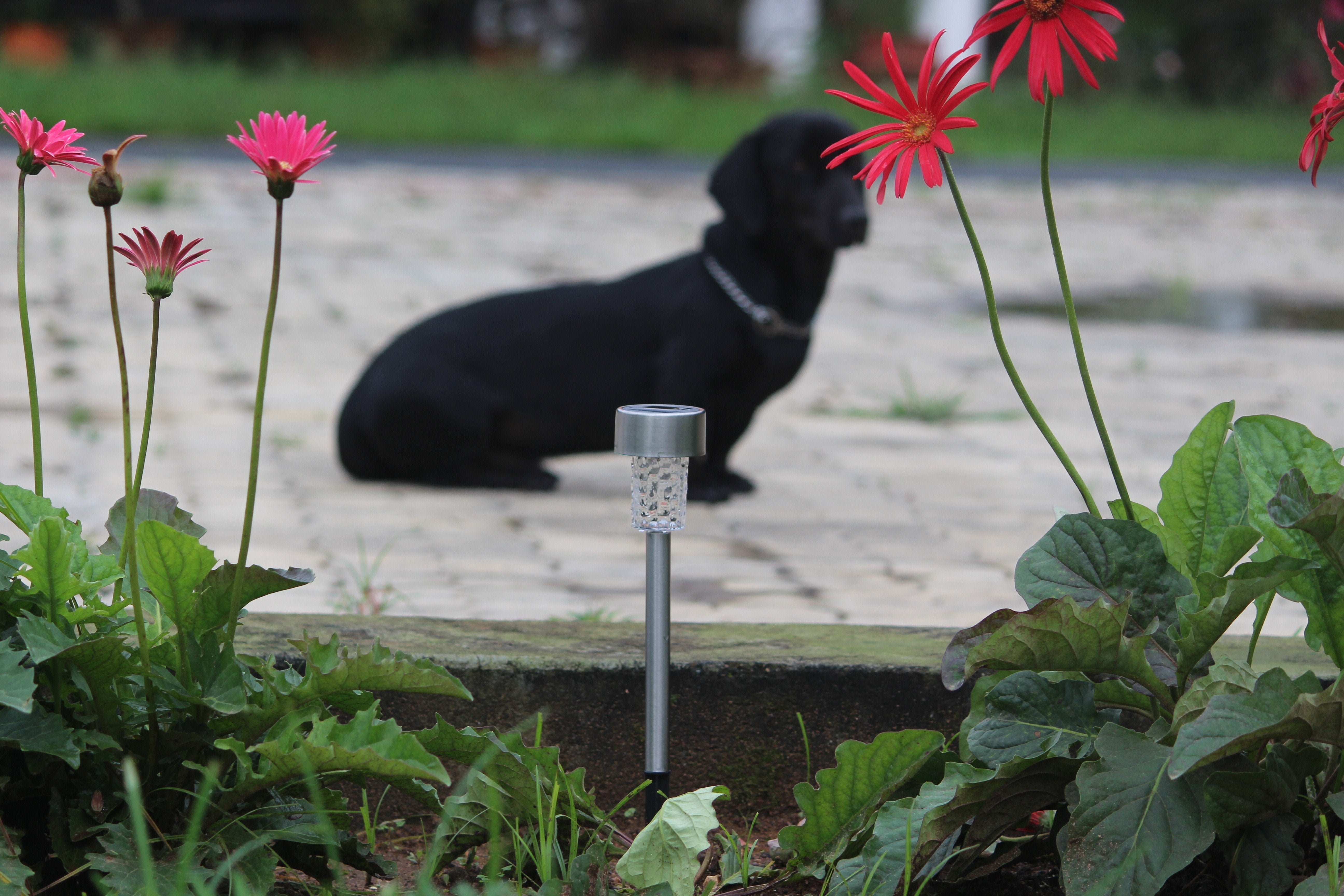 Solar Pathway Garden Light - TTSPGL2W (Pack of 30) - tapetum.in