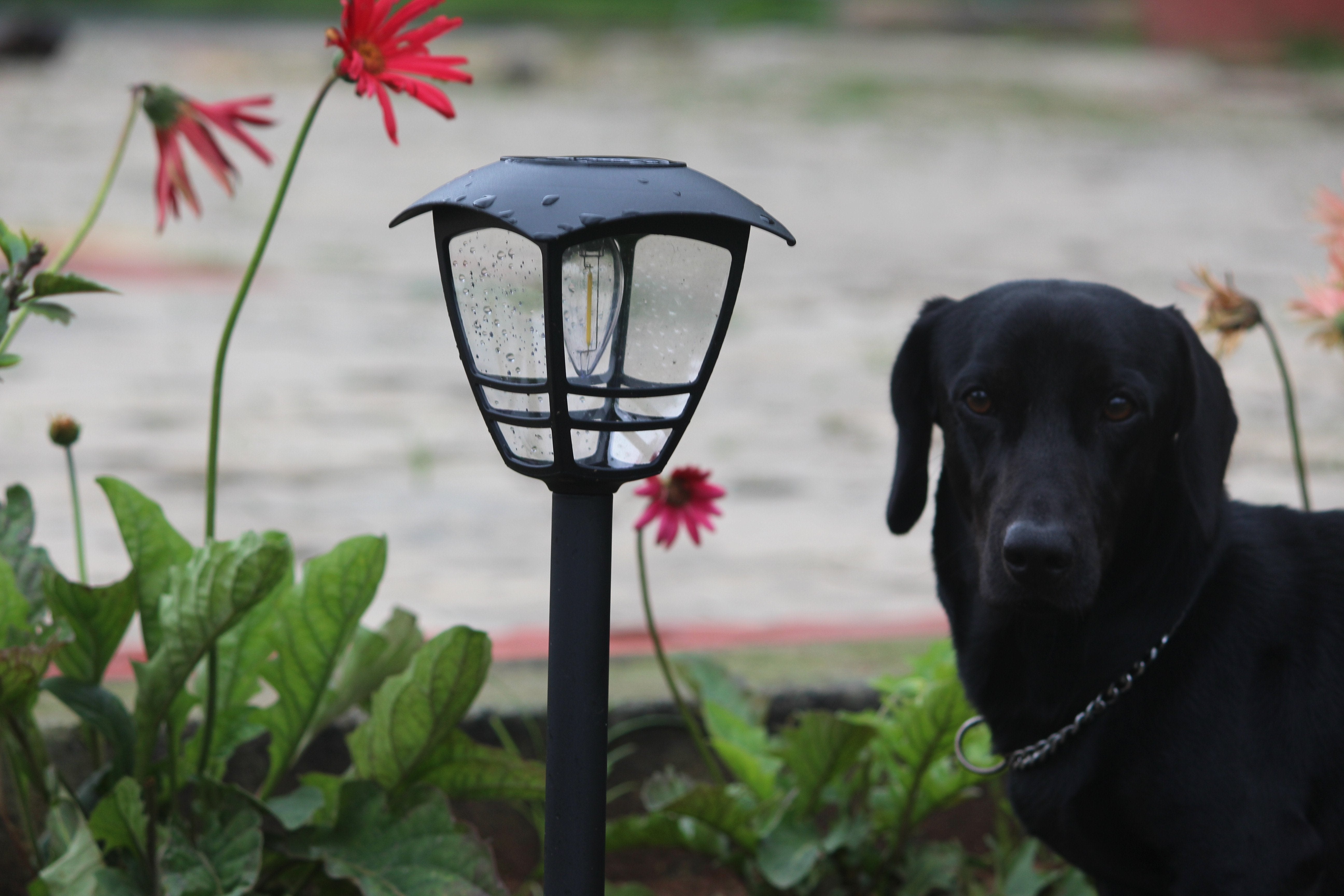 Solar Edison Garden Light - TTSEMGL2W (Pack of 10) - tapetum.in