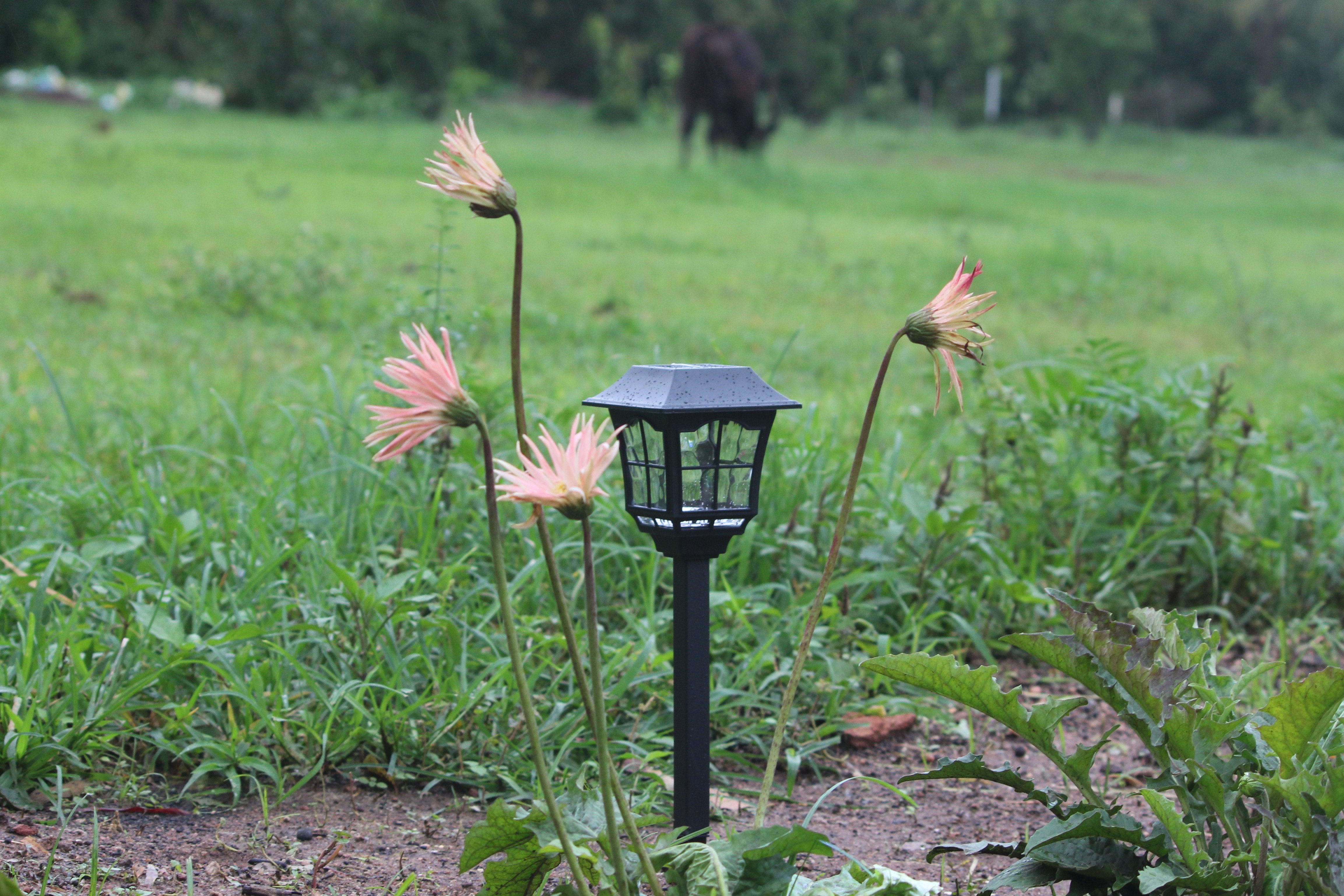 Solar European Pathway Light- TTSEMPL2W (Pack of 10) - tapetum.in